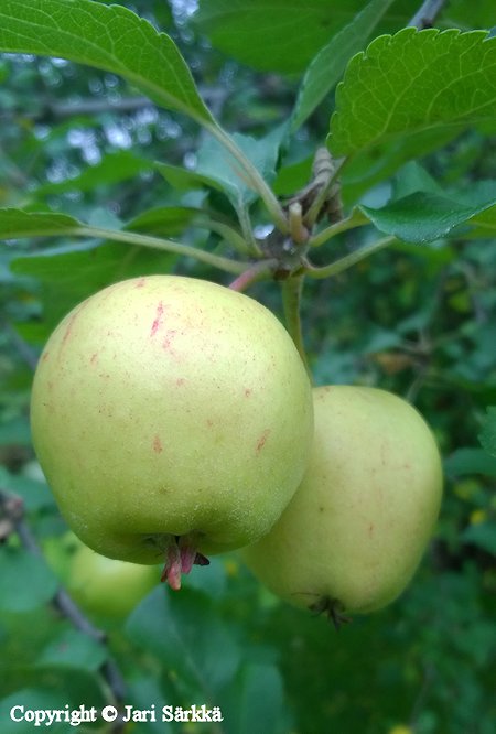 Malus domestica 'Lasikangas', tarhaomenapuu